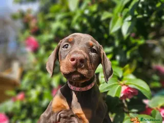 Dobermann dogs 🔥Ready Now Top Quality KC Registered pup's 🏆 - Advert 18