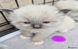 Ragdoll cats for sale: Ragdoll - home reared kittens - Image 15