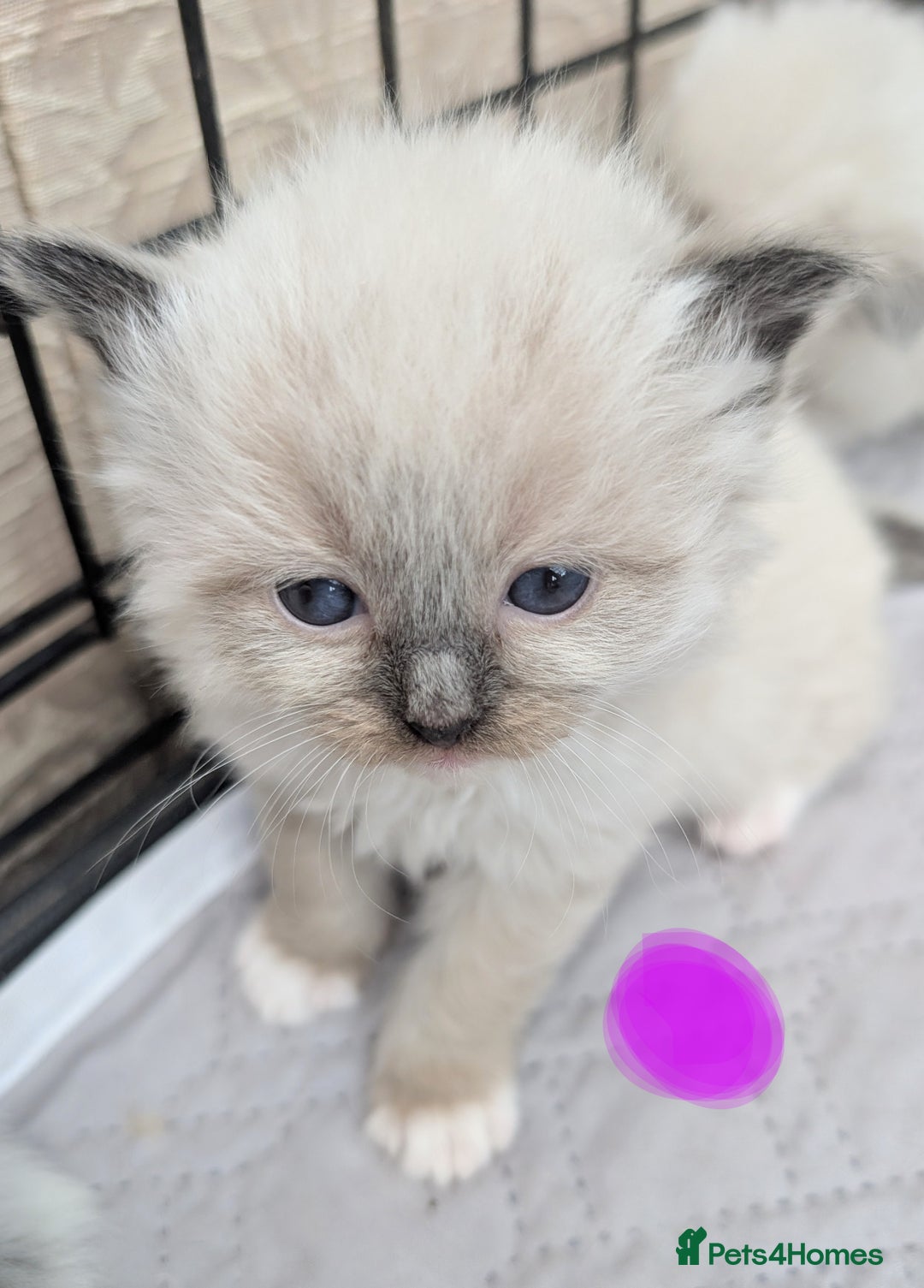 Ragdoll cats for sale: Ragdoll - home reared kittens - Image 15