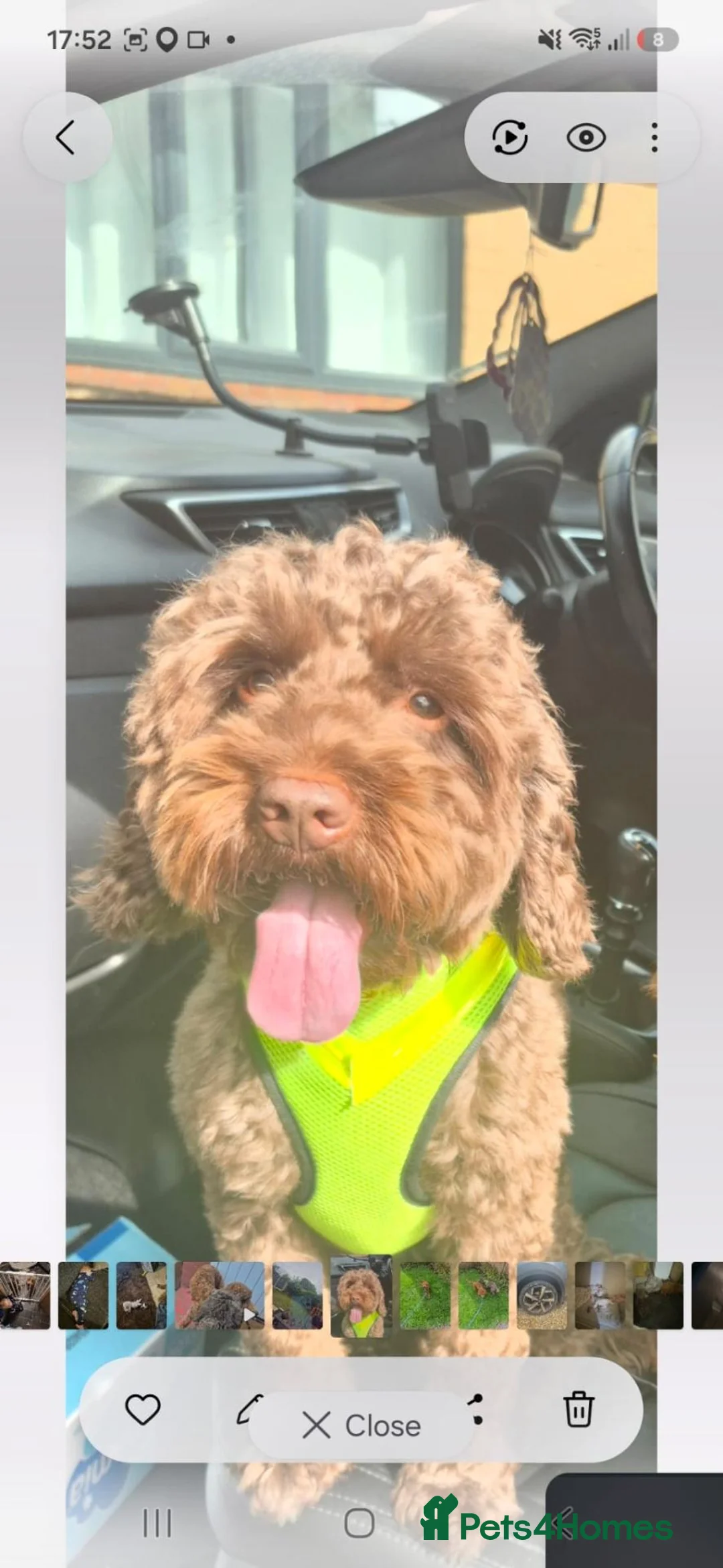 Cockapoo dogs for sale: Cockapoo pups in Widnes - Advert 2