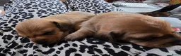Dachshund dogs for sale: Shaded red Dachshund puppies in Barrow-upon-Humber - Advert 7