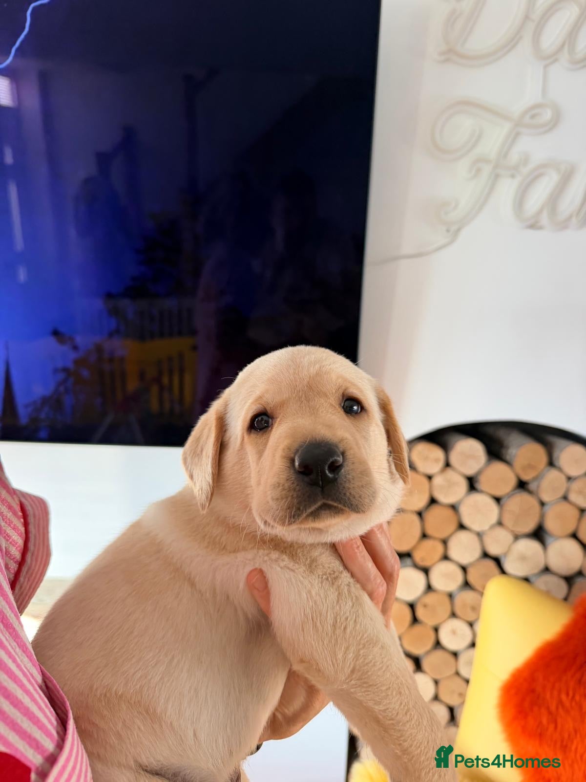 Labrador Retriever dogs Exceptional Health-Tested Purebred Labrador Puppys - Advert 2