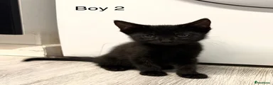 Boy 2