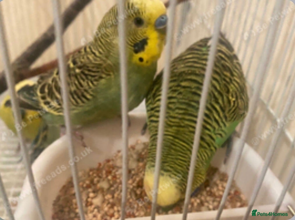 Budgerigars birds Budgies - Advert 21