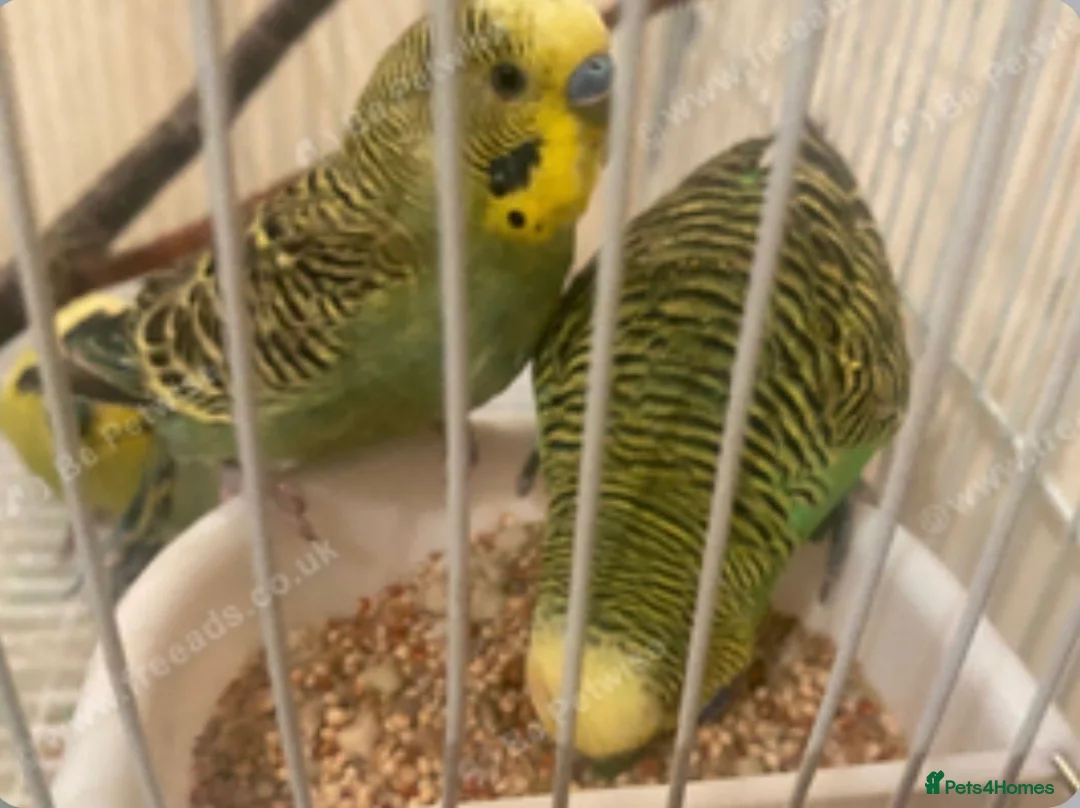 Budgerigars birds for sale: Budgies - Advert 1