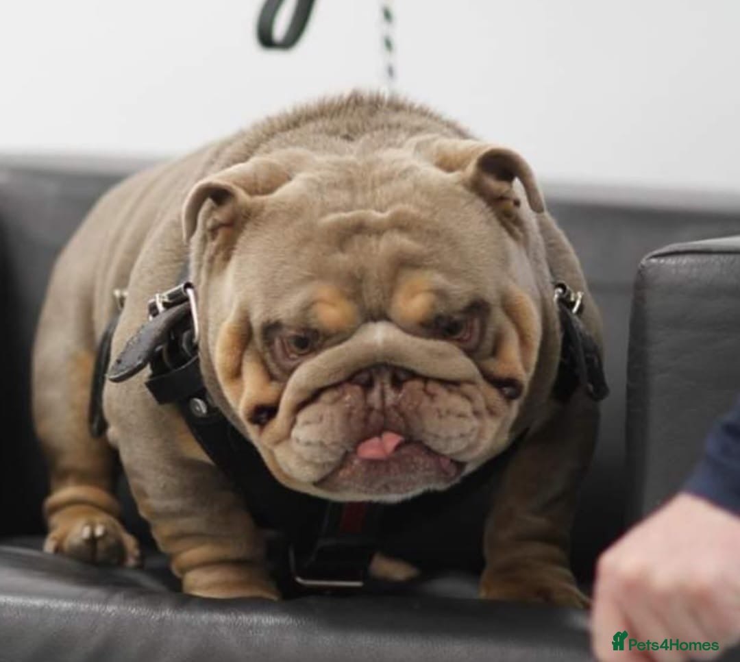 English Bulldog dogs for sale: Outstanding English bulldog puppies - Image 31