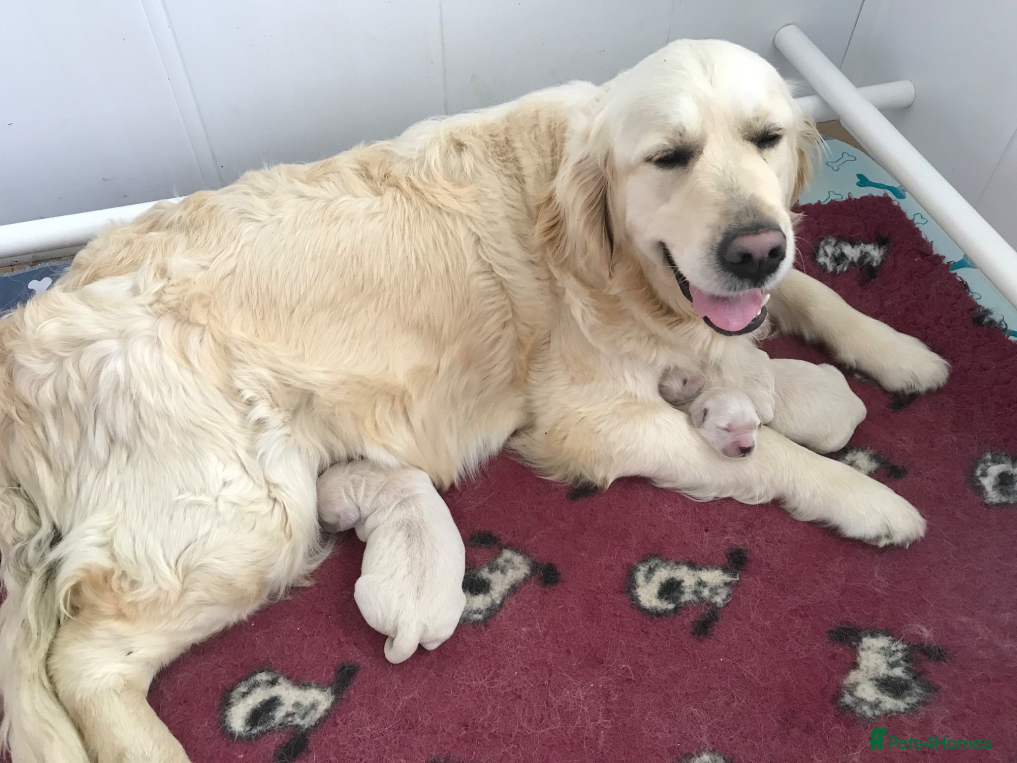 Golden Retriever dogs Kc reg chunky puppies  - Advert 13