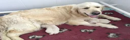 Golden Retriever dogs for sale: Kc reg chunky puppies  - Advert 1