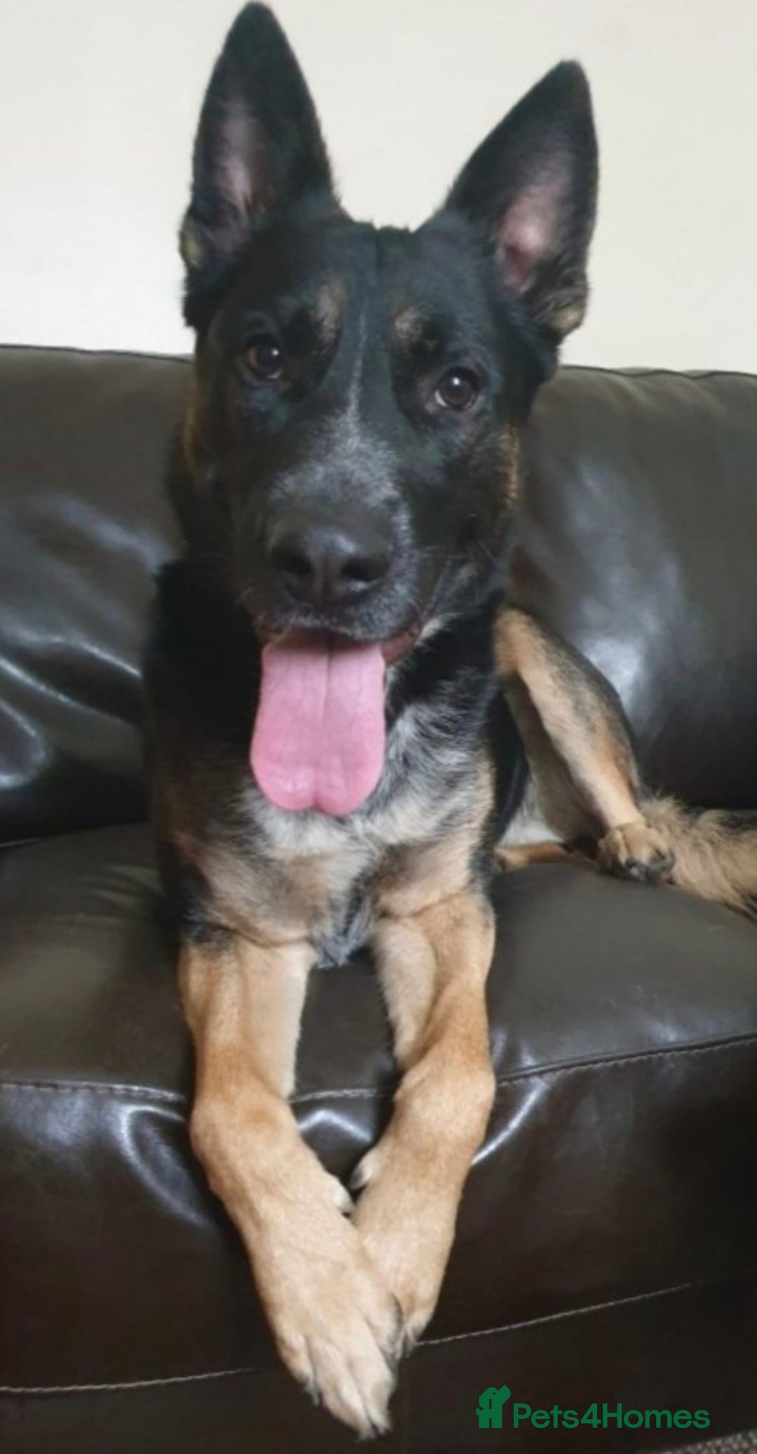 German Shepherd dogs for sale: Gsd x Rottweiler x Deerhound - Marley 💕 - Advert 1