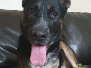 German Shepherd dogs Gsd x Rottweiler x Deerhound - Marley 💕 - Advert 17