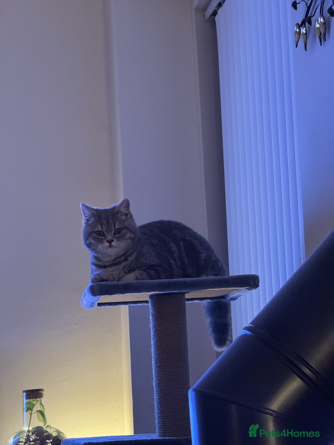 British Shorthair cats for sale: 1yr old male BSH for rehoming  - Image 5