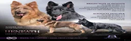German Shepherd dogs for sale: KC health tested german shepherd puppies - Advert 1