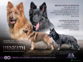 German Shepherd dogs KC health tested german shepherd puppies - Advert 1