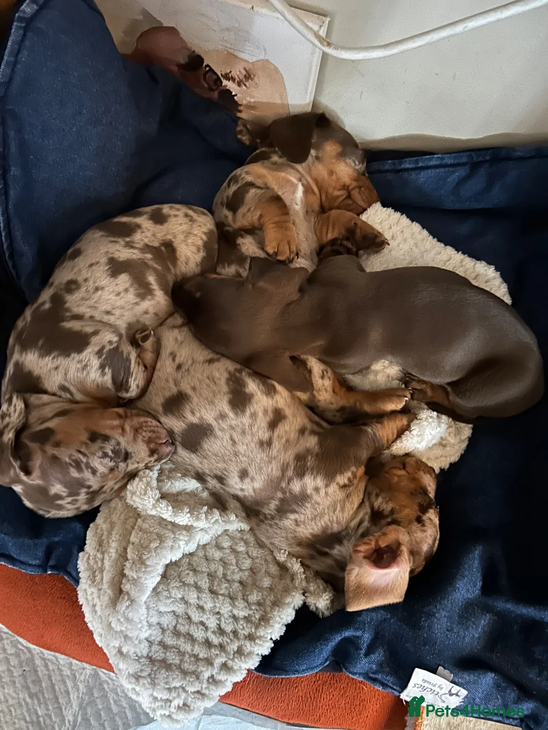 Dachshund dogs for sale: Female miniature Dachshund  - Advert 2