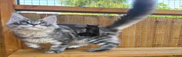 Maine Coon cats for sale: Male Maine Coon lovely blue silver tabby  - Advert 7