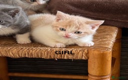 Mixed Breed cats for sale: 5 beautiful kittens ready for new homes  - Image 6