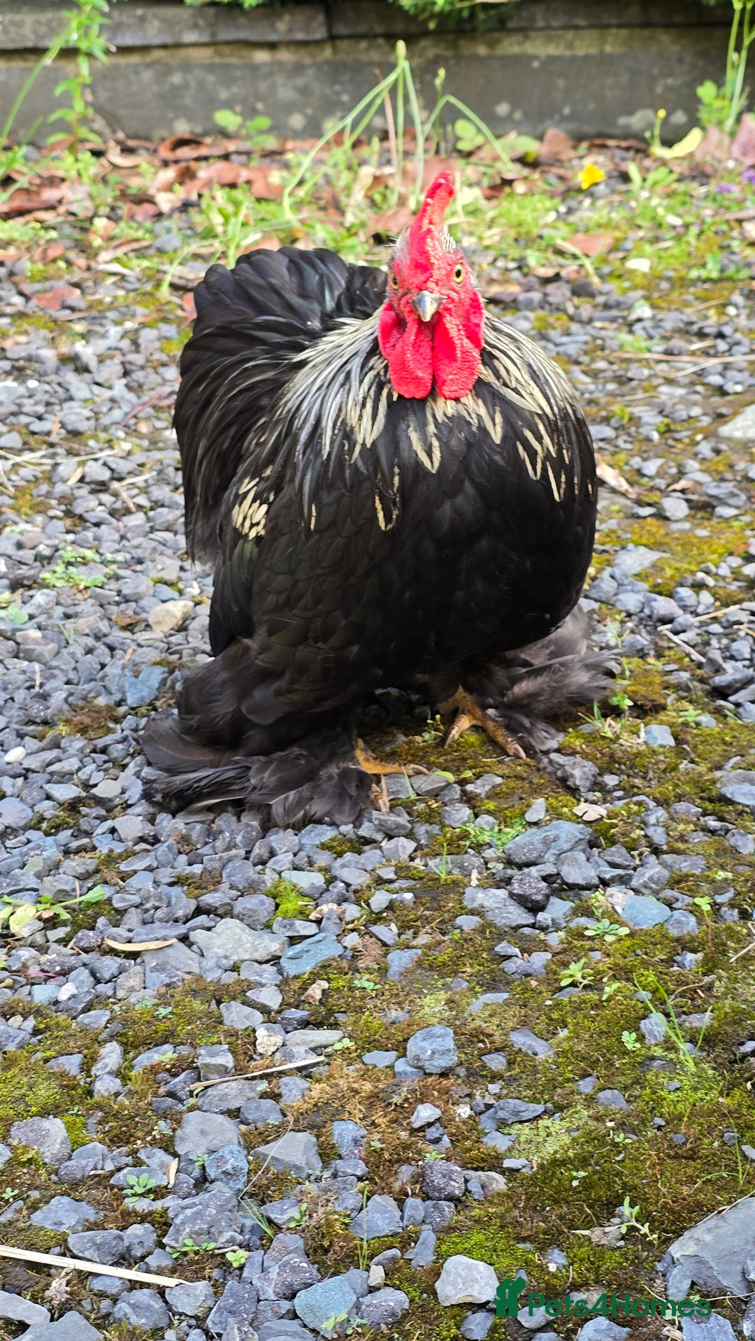 Chickens poultry for sale: Back pekin cockerel  - Image 3