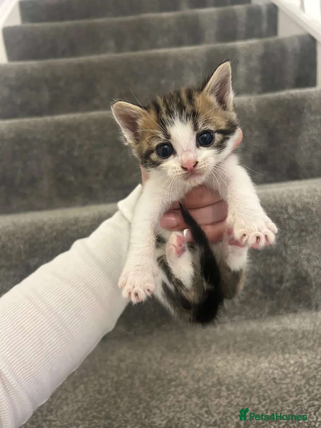 Mixed Breed cats for sale: Beautiful kittens for sale  - Advert 6