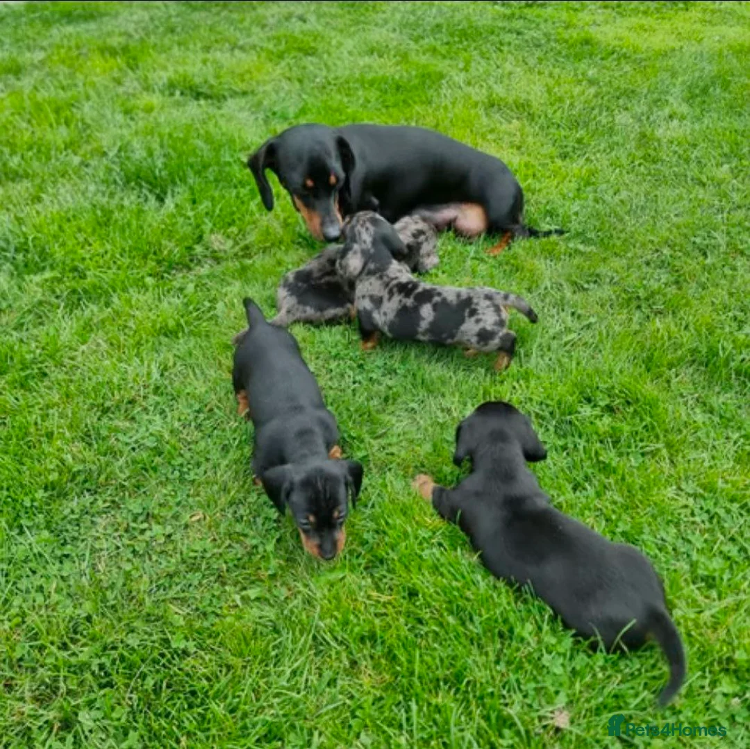 Miniature Dachshund dogs for sale: 4 miniature Dachshund Puppies - Advert 2