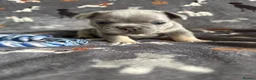 French Bulldog dogs for sale: French bulldog puppies.  in Glasgow - Advert 10