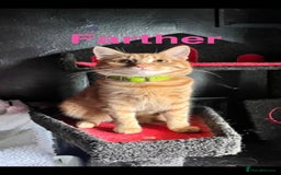 Mixed Breed cats for sale: Maine Coon cross tabby - Image 3