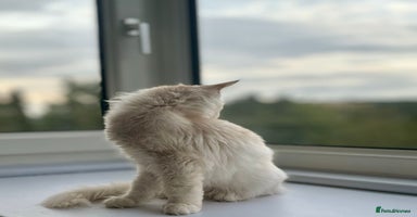 Maine Coon cats - Advert 1