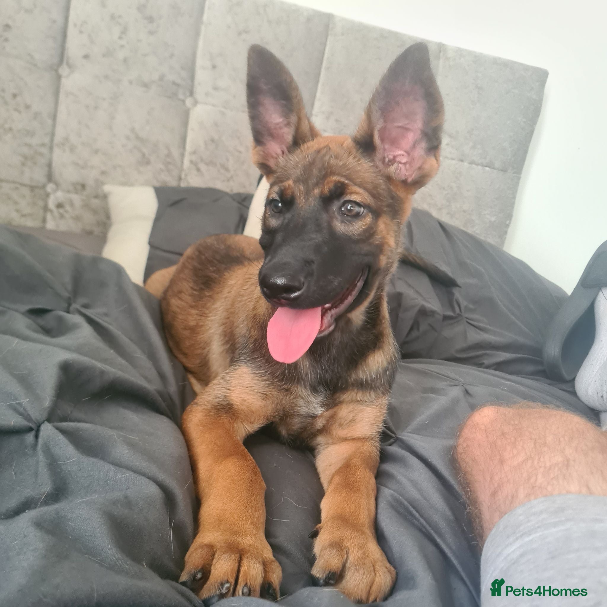 German Shepherd dogs Brn malinois x dutch shepherd - Advert 16