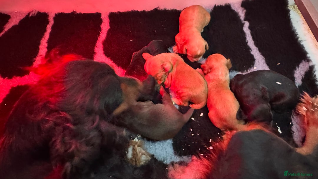 Cocker Spaniel dogs for sale: Beautiful W/Cockerspaniel puppies, legally docked  - Image 2