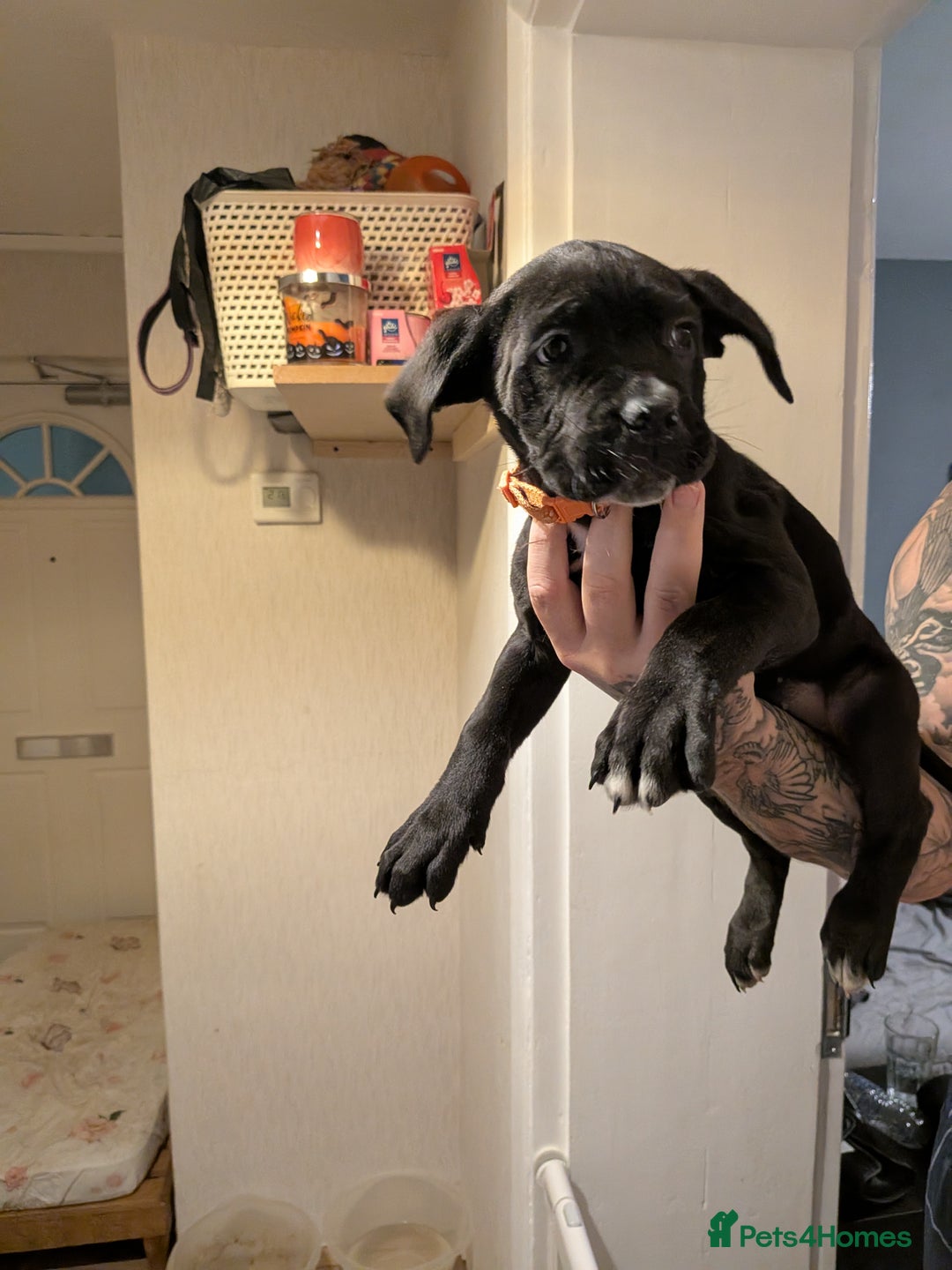 Cane Corso dogs for sale: Purebred champion bloodline cane corso - Image 16