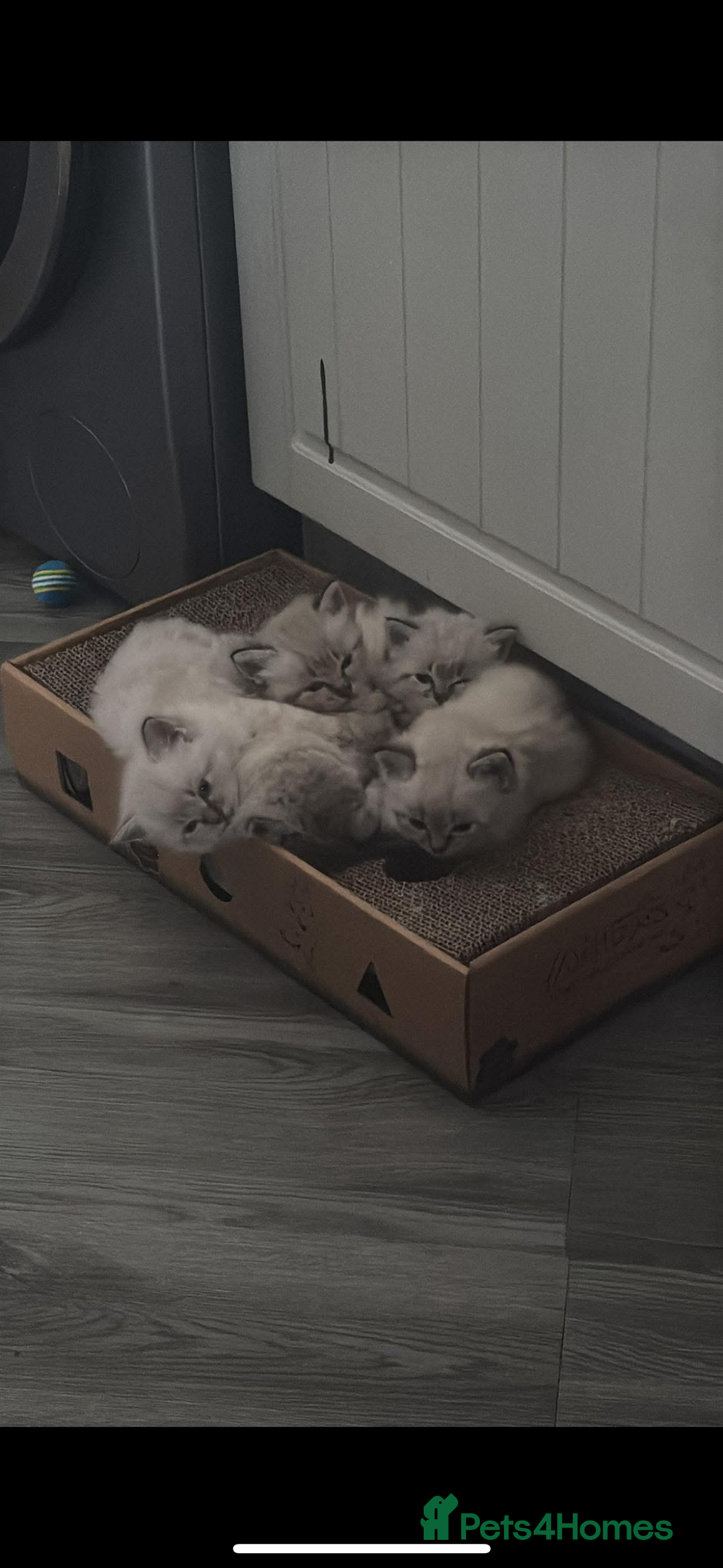 Ragdoll cats for sale: 2 male ragdoll kittens in Colchester - Image 2