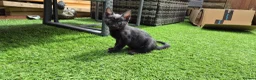 Bengal cats for sale: Bengal Savannah cross  in Irvine - Advert 10