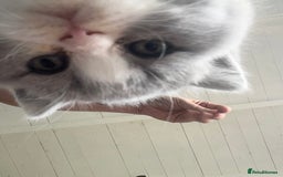 British Shorthair cats for sale: Blue bio-colour girl - Image 5
