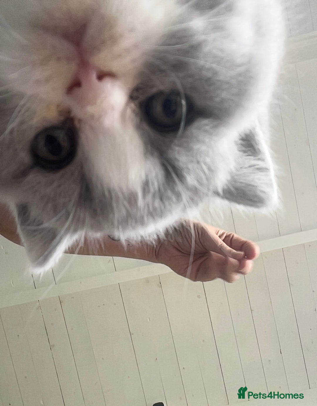 British Shorthair cats for sale: Blue bio-colour girl - Image 5
