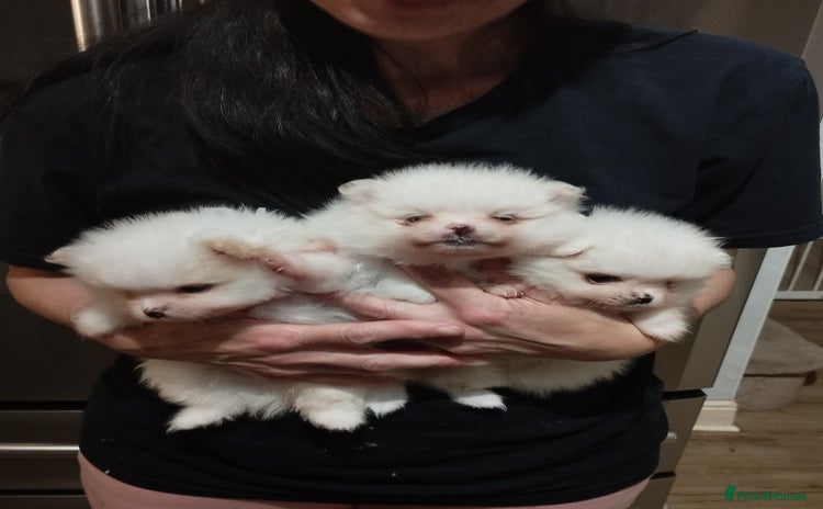 Pomeranian dogs - Advert 15