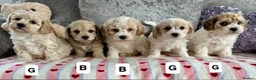 Mixed Breed dogs for sale: Stunning Cavapoochon puppies  - Advert 1