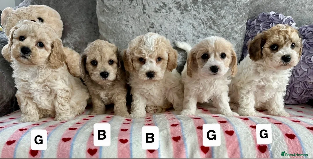 Mixed Breed dogs for sale: Stunning Cavapoochon puppies  - Advert 1