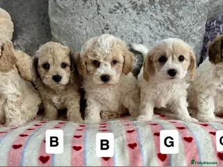 Mixed Breed dogs Stunning Cavapoochon puppies - Advert 1