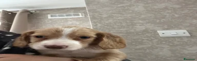 Cocker Spaniel Puppy 4