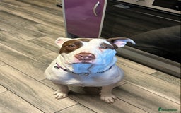 American Bulldog dogs for sale: FOR SALE - Image 2