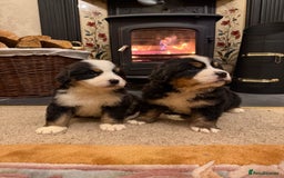Bernese Mountain Dog dogs for sale: KC Registered BMD Available  - Image 6