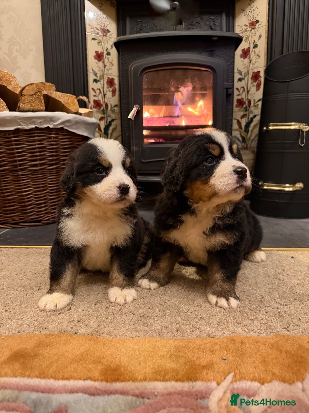 Bernese Mountain Dog dogs for sale: KC Registered BMD Available  - Image 6