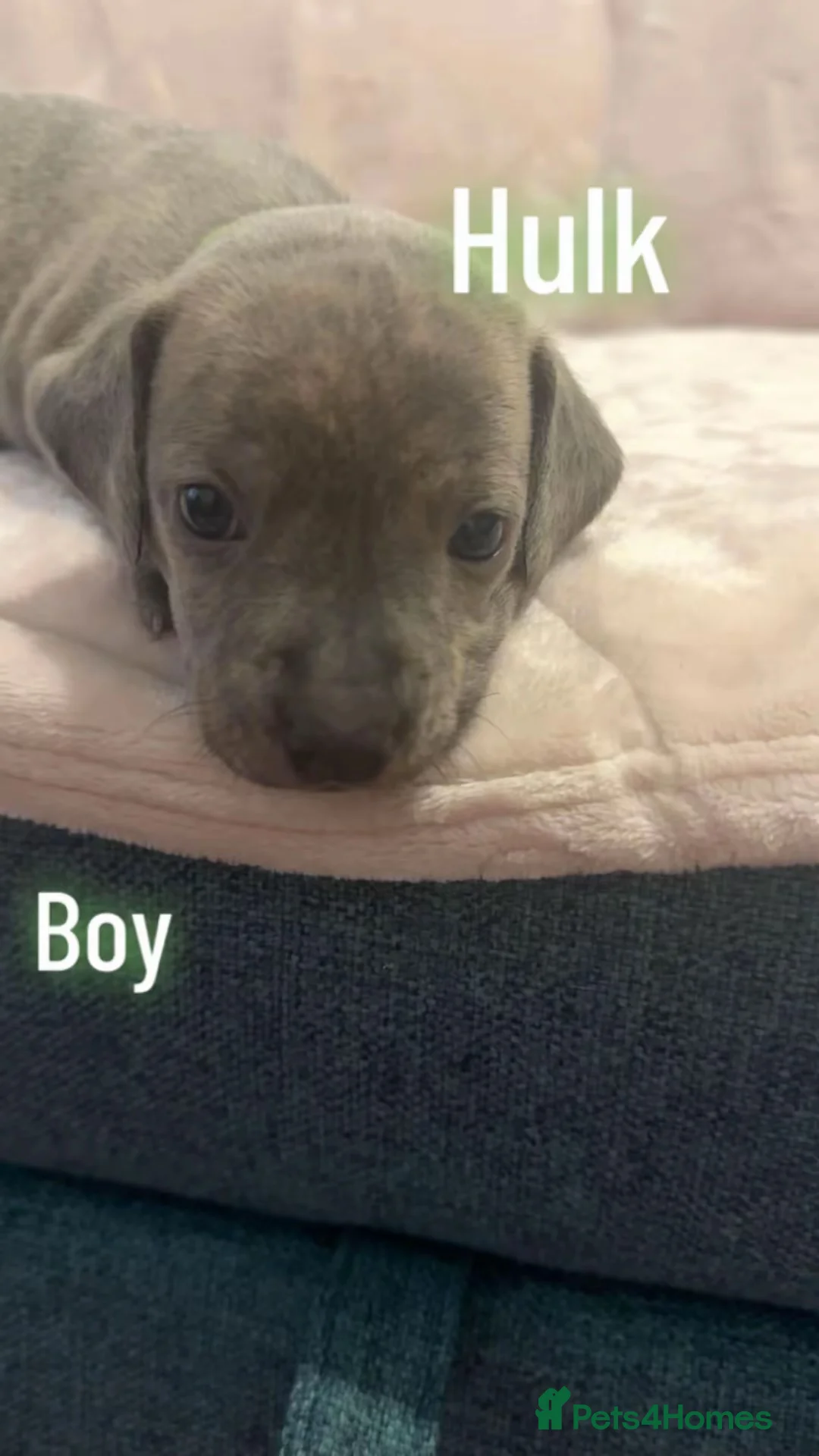 Mixed Breed dogs for sale: Staffy x pups for sale  in Stockport - Advert 1