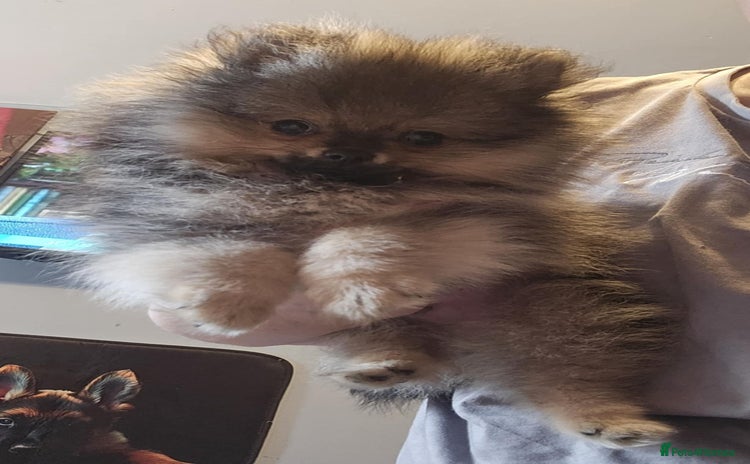 Pomeranian dogs - Advert 8