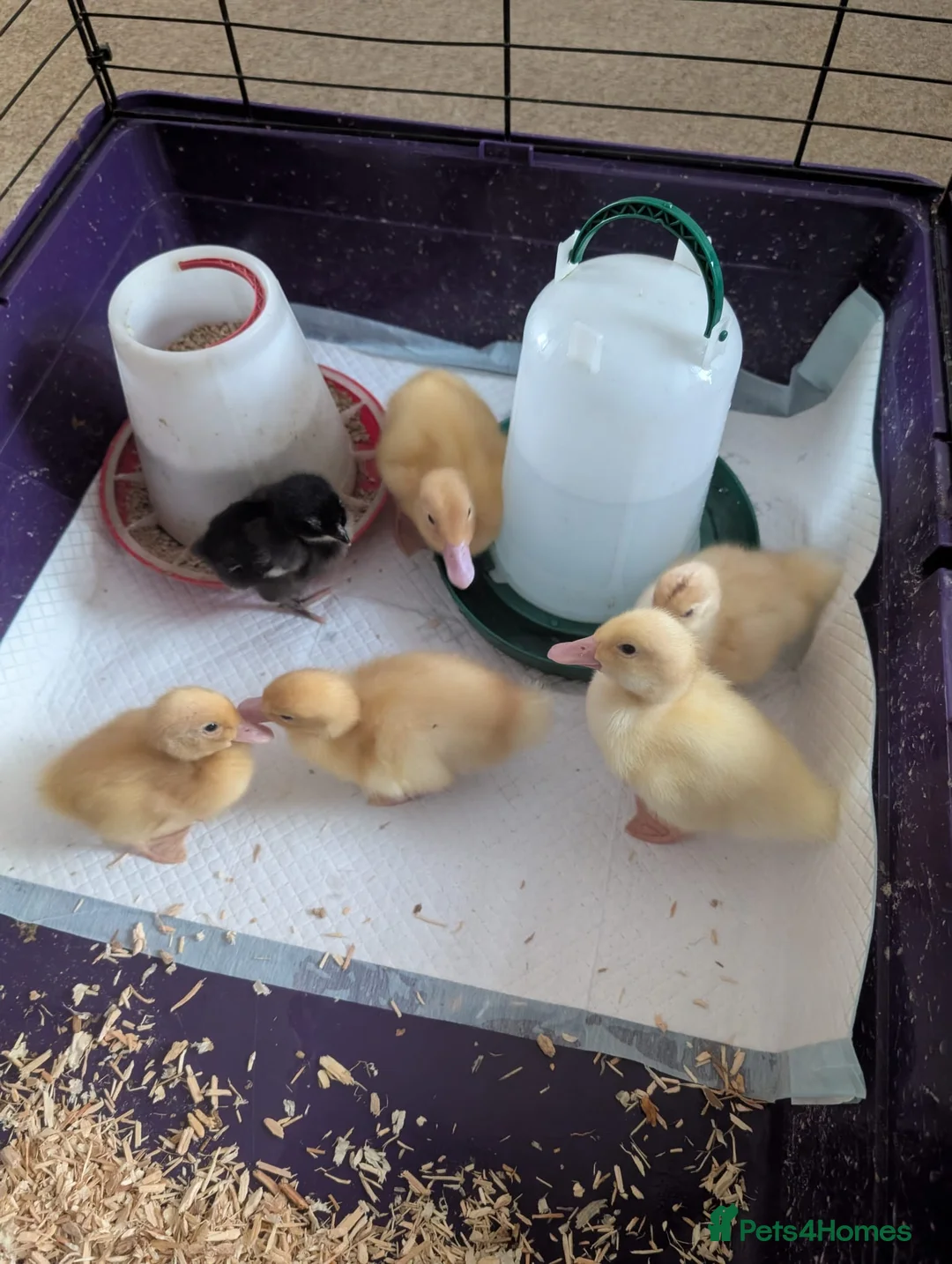 Ducks poultry for sale: Aylesbury ducklings  - Advert 2