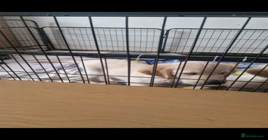 Golden Retriever dogs - Advert 6