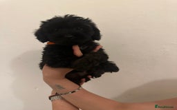 Yorkiepoo dogs for sale: 5 Beautiful F1 Yorkiepoo’s - Image 23