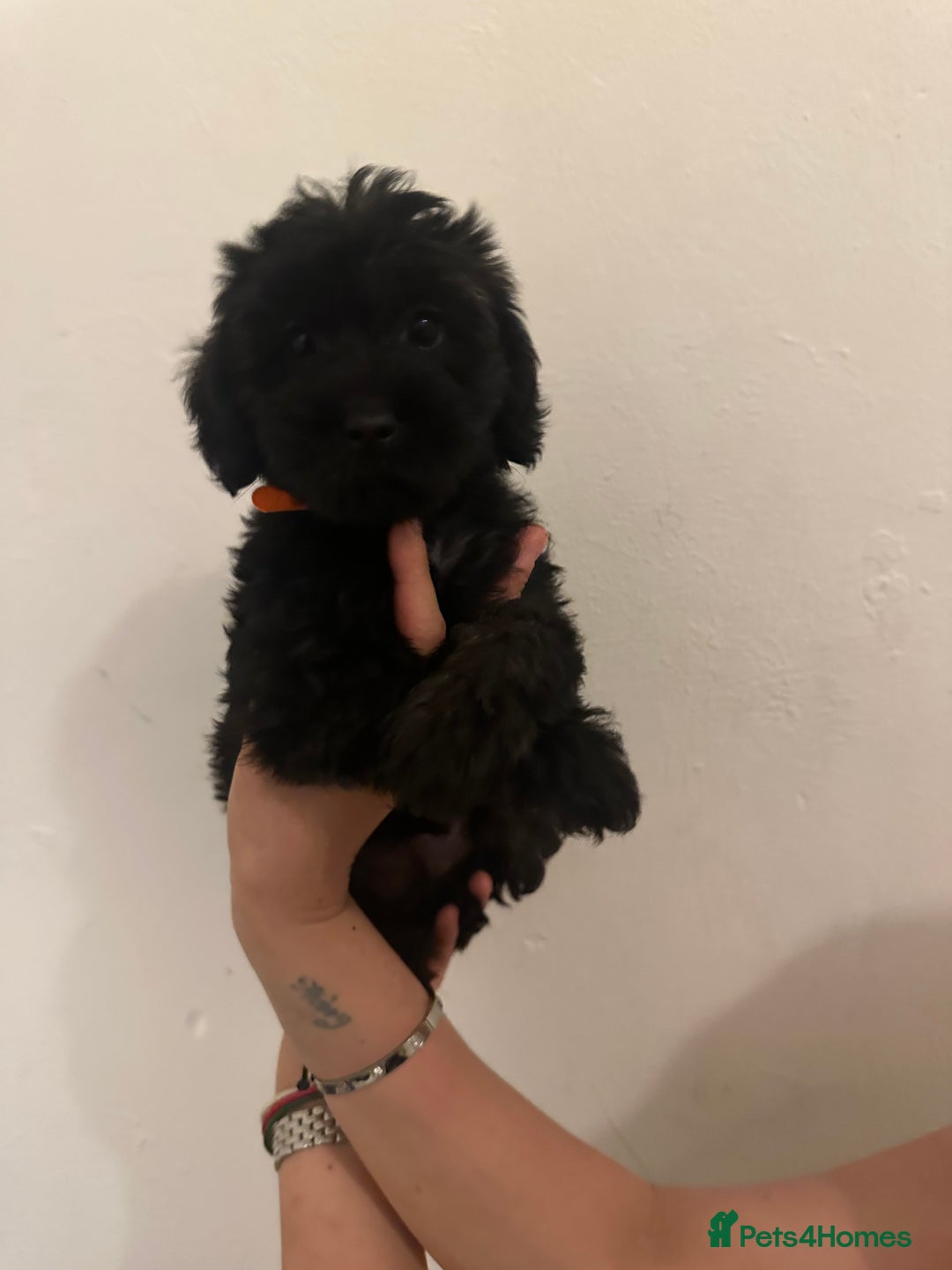 Yorkiepoo dogs for sale: 5 Beautiful F1 Yorkiepoo’s - Image 23