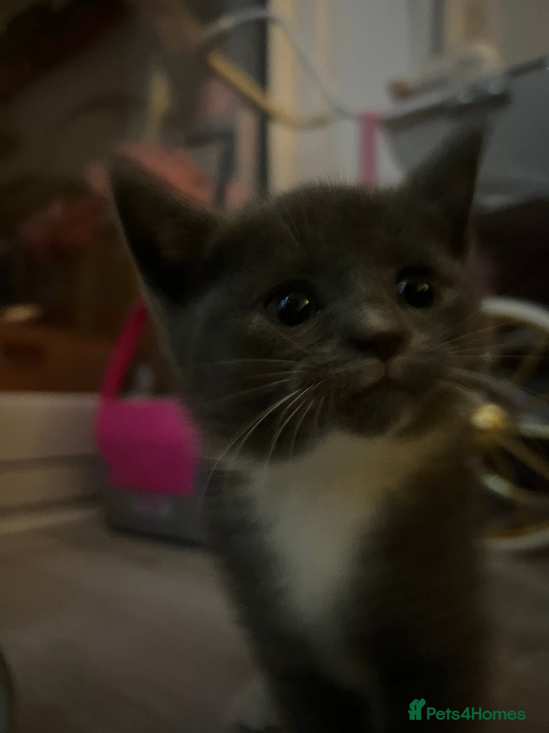 Mixed Breed cats for sale: 6 kittens - Advert 5