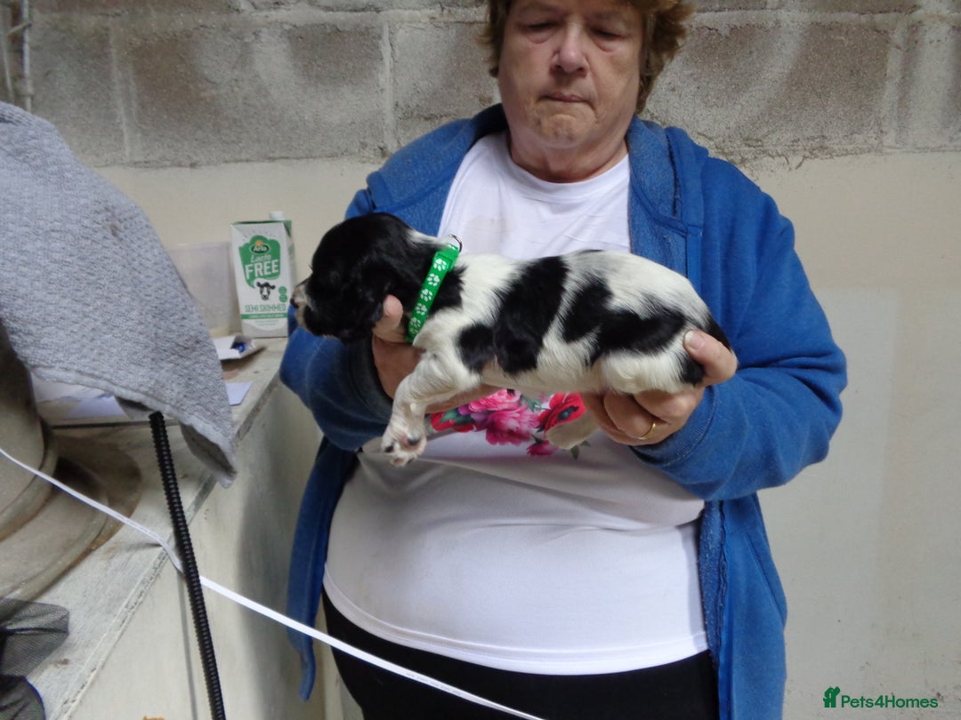 English Springer Spaniel dogs for sale: English Springer spaniel  - Advert 2