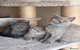 British Shorthair cats for sale: LILAC & BLUE MALE BRITISH SHORTHAIRS - Image 11